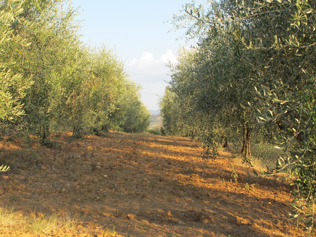 Agriturismo Il Colombaiolo Villa Pienza Exterior photo